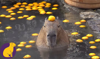 Capybara Drop