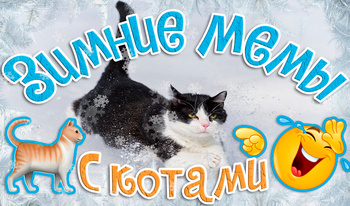 Зимние мемы с котами