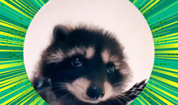 Pedro The Raccoon