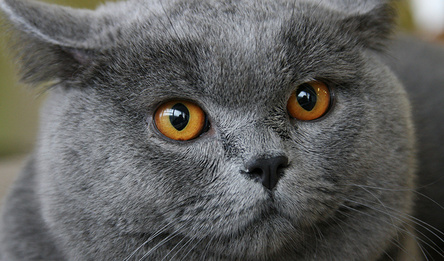CatCollection: 48 Breeds