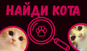 Найди кота