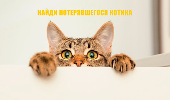 Найди Потерявшегося Котика