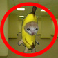 Escape From The Banana Cat Backrooms