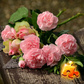 თამაში Flowers Jigsaw Puzzle