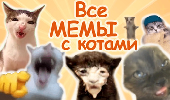 Все мемы с котами