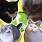 Gra Call the Meme Cats