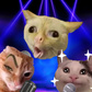 Kittens Sing Meow Meow