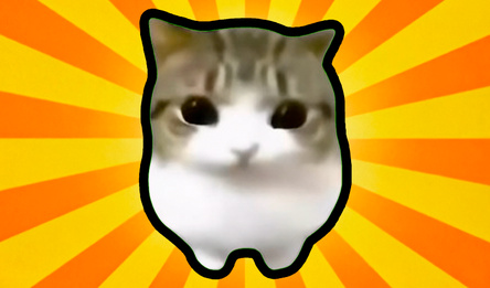 The cat evaluates!