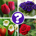 Quiz: guess the flower