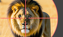 Wildlife: Africa Hunting 3D