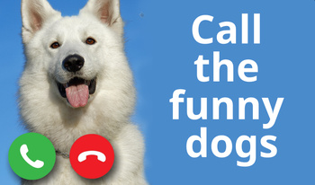 Call the funny dogs