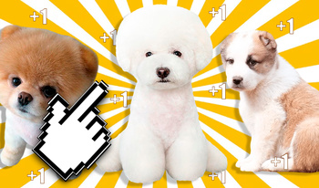 Cute Puppies: Doggie Evolution