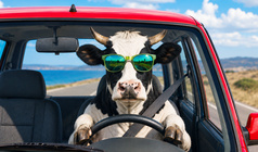 Cow run, police!