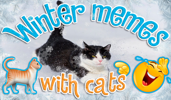 Winter memes with cats